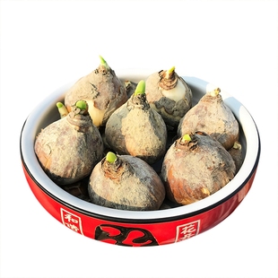 漳州水仙花种球含盆水仙花水培花卉植物室内花种子水养秋冬季盆栽