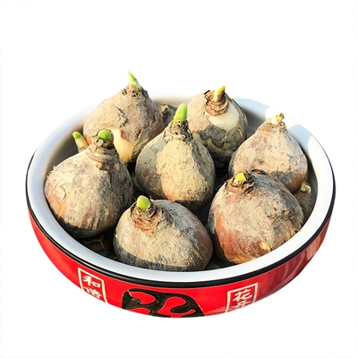 带盆漳州水仙花种球水培植物盆栽