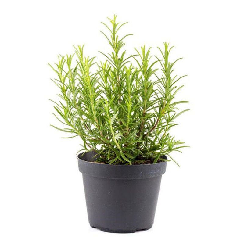 香草花苗香薄荷盆栽苗罗勒苗紫苏苗香茴香苗吊兰 迷迭香苗2盆包邮