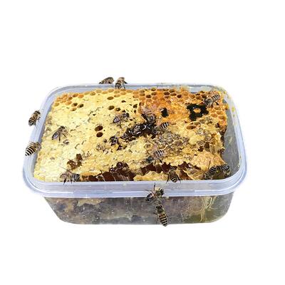 农家老巢蜜成熟嚼着吃的500克