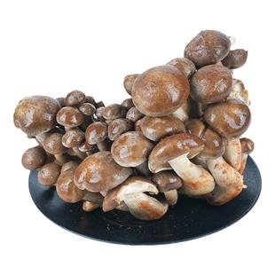 【现货】新鲜北风菌500g 现摘云南当季食用菌鹿茸菇蘑菇鲜菌包邮