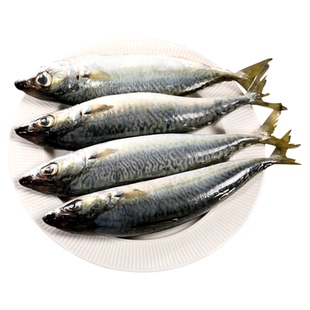 青占鱼新鲜冷冻鲐鲅鱼鲜活鲅鱼整条鲐鱼深海燕青鱼鲭鱼商用批发