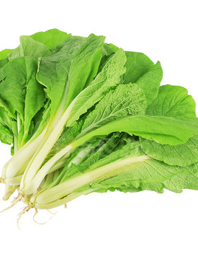 小白菜四季种盆栽菜籽