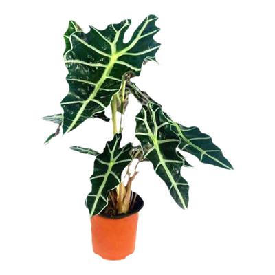 大仙女海芋盆栽热带网红桌面