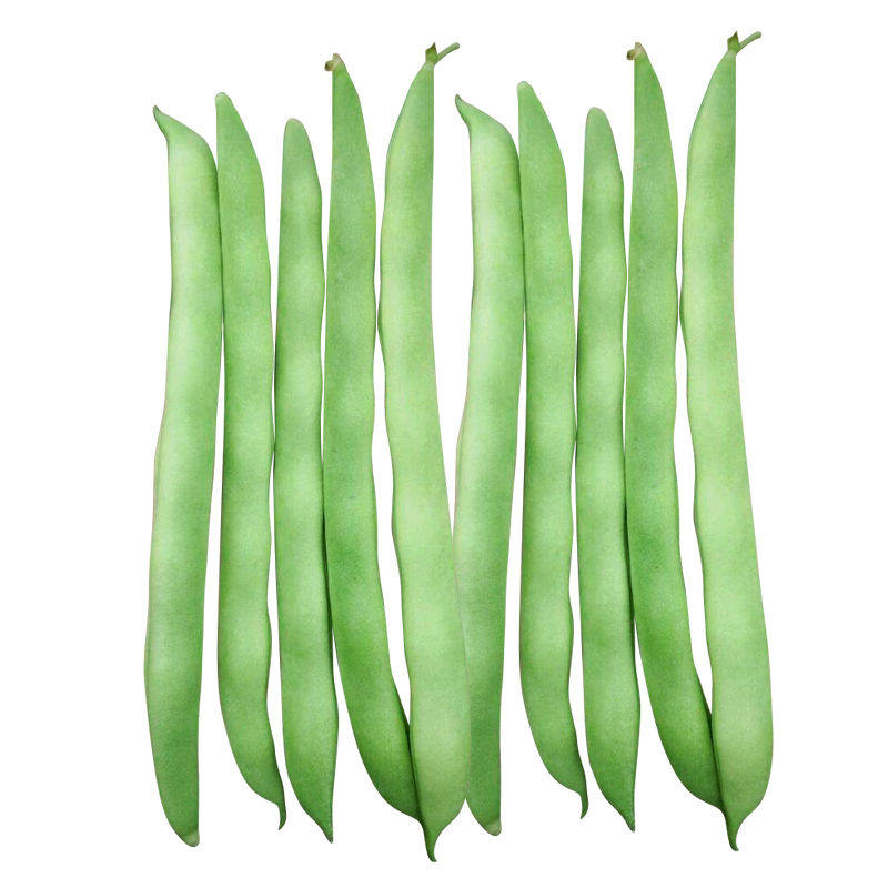 春秋播地豆种子无架豆角青豆菜豆四季豆早熟肉厚春夏秋四季农家蔬