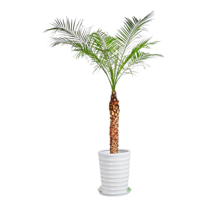 针葵盆栽大型网红植物办公室阳台去甲醛针叶葵北欧风绿植盆栽绿植