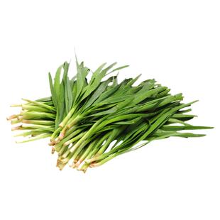 红根韭菜种子5克草钟乳起阳草长生韭蔬菜种籽田园阳台盆栽春秋播