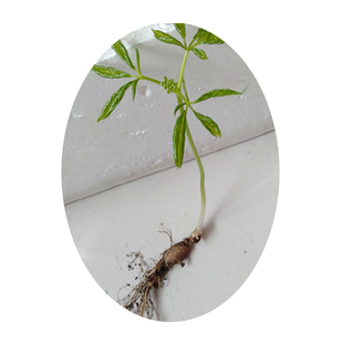 (亏本冲销量)人参苗种植盆栽带土人参新鲜长白山活苗煲汤泡酒