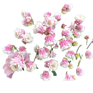 耧斗菜花种籽子重瓣大花阳台庭院室内外花卉植物种孑四季播种开花
