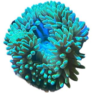 【爱玩鱼】海葵珊瑚 奶嘴海葵红奶嘴荧光小丑鱼共生软体海缸活体