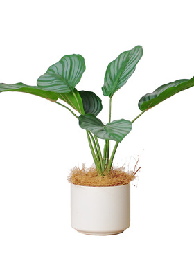 九思苹果书房桌面摆件绿植盆栽