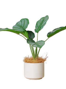 九思苹果书房桌面摆件绿植盆栽