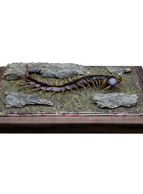 越南巨人蜈蚣标本生态微景观摆件