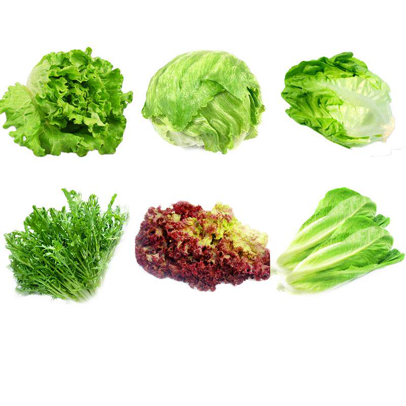 新鲜沙拉蔬菜组合3.5斤 球生菜红叶绿叶生菜轻食生吃沙拉食材