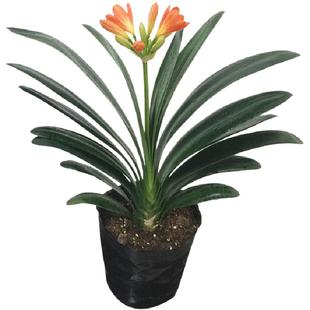 君子兰盆栽小苗花卉植物室内水培绿植好养多肉大全桌面好养活盆景