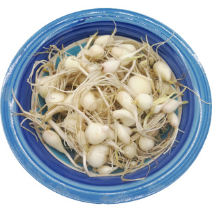 长白山野菜新鲜小根菜大脑瓜野蒜炒鸡蛋包饺子拌凉菜满2份包邮