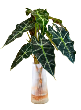 大仙女海芋水培植物无土发货好养