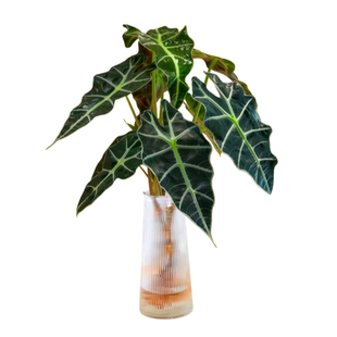 大仙女海芋水培植物绿植桌面好养活花卉盆栽办公室内客厅四季常青