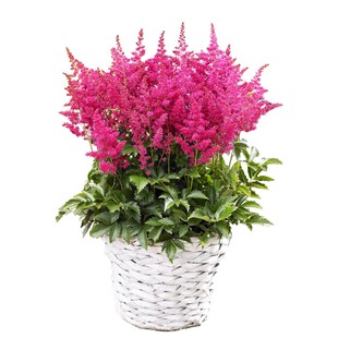 落新妇盆栽多年生庭院阳台花苗轻奢家庭办公室花卉荷兰进口可插花