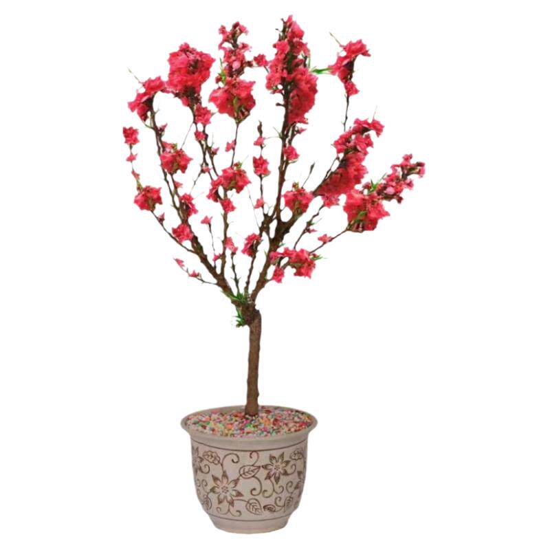 紫叶桃红叶桃红叶碧桃紫叶碧桃桃花树苗庭院观赏路边风景树绿化苗