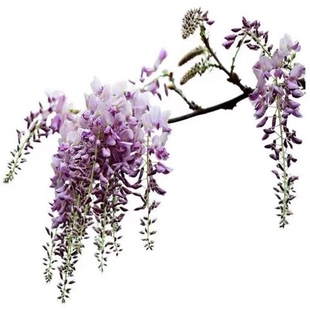 多花紫藤树苗庭院别墅攀援爬藤植物南方北方种植盆栽地栽紫藤花树