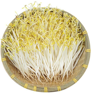 新绿豆发绿豆芽专用绿豆芽豆绿豆芽发豆芽芽豆苗农家绿豆1斤包邮