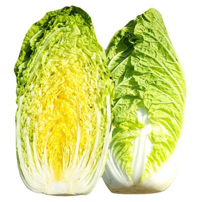 韩国金福玉F1正宗黄心娃娃菜种子 早熟高产抗病白菜秋延越冬品种