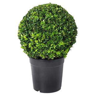 大叶黄杨球树苗庭院绿化带冬青球形小叶女贞瓜子金森园林工程苗木