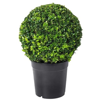 大叶黄杨球树苗庭院绿化带冬青球形小叶女贞瓜子金森园林工程苗木