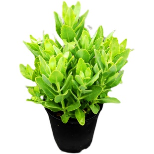 八宝景天花镜植物阳台庭院花园多年生宿根地被景天盆栽花苗耐热寒