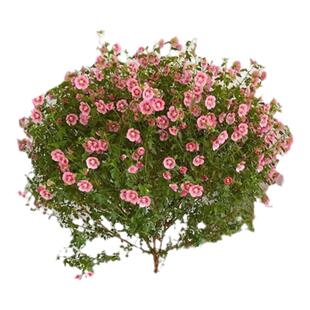 阳台庭院植物盆景棒棒糖小花苗室内四季好养带花开花卉小木槿盆栽