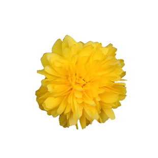 重瓣棣棠花苗盆栽花卉室外庭院爬藤植物耐寒耐热浓香攀援四季开花