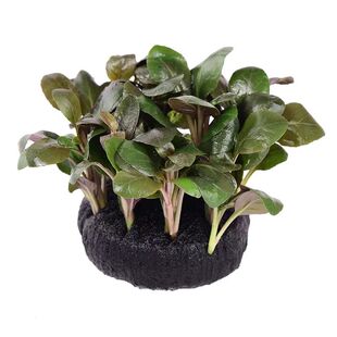 罗贝力水草淡水活体坨草鱼缸造景前景中景有茎类植物懒人阴性草