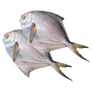 5斤 青岛海鲜银鲳鱼新鲜冷冻海鱼白鲳鱼扁鱼鲳鳊鱼平鱼镜鱼鲳鱼大