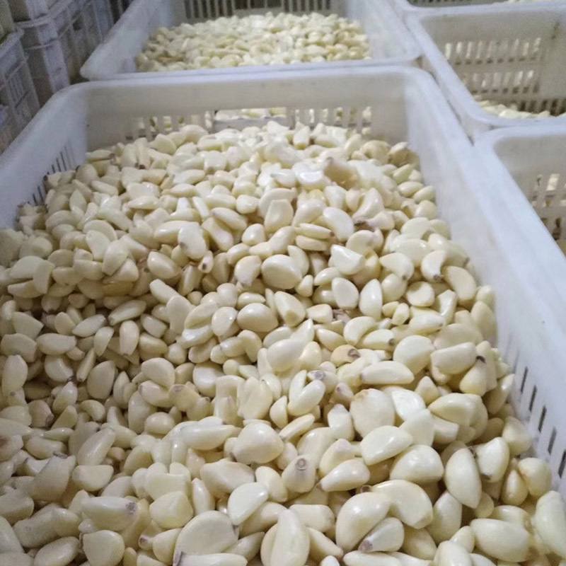 厂家直销 大产量大蒜剥皮机 不锈钢无损伤大蒜脱皮机 高脱皮率