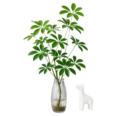 鸭脚木八方来财南天竹马醉木