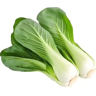 夏季抗热上海青青菜种子籽青梗菜正宗矮脚油菜耐热耐高温蔬菜种子