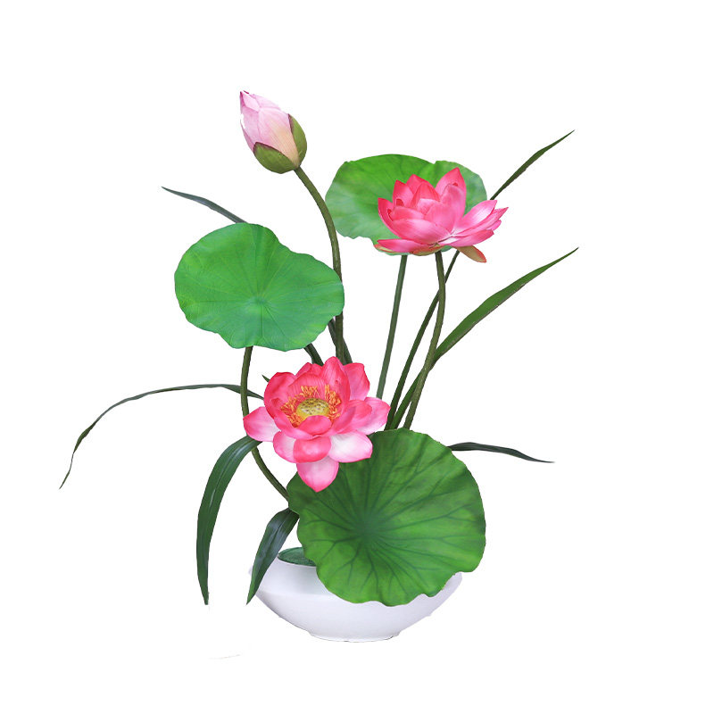 夏梵荷花室内中国大陆