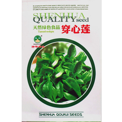 穿心莲种子四季阳台阳台种菜植物