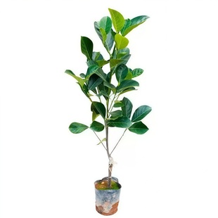 正宗菠萝蜜苗干苞榴莲蜜苗红肉黄肉湿苞嫁接苗带土带叶营养杯发货