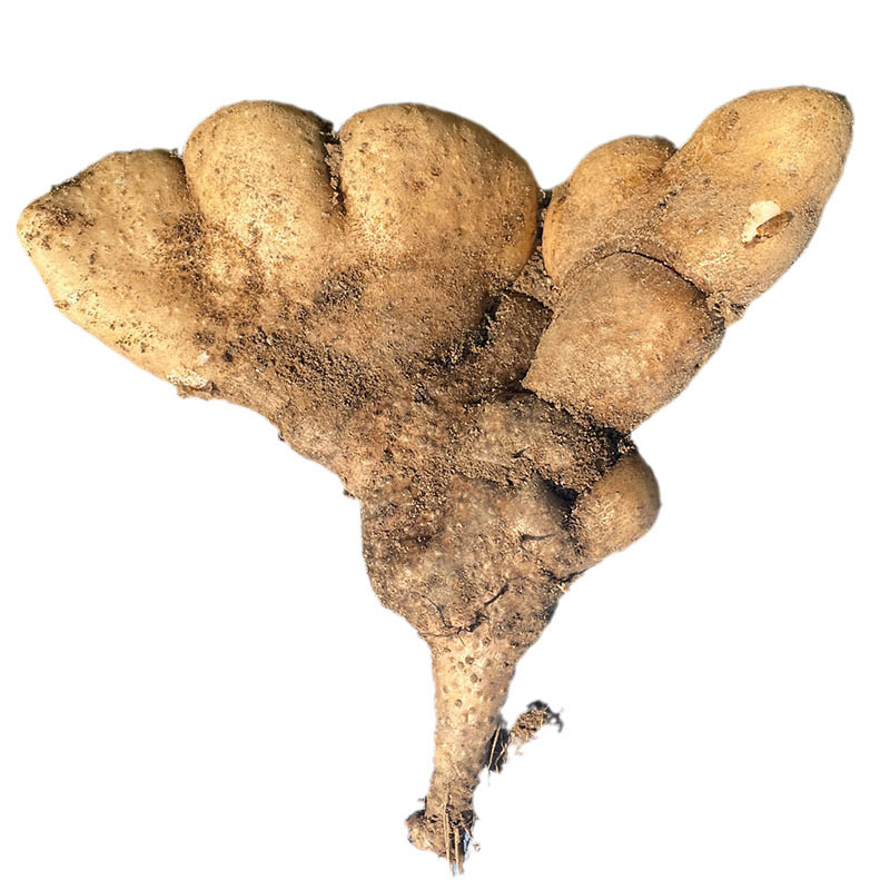 武穴佛手山药5斤新鲜现挖 湖北特产天然野生种植蕲春梅川百元手掌