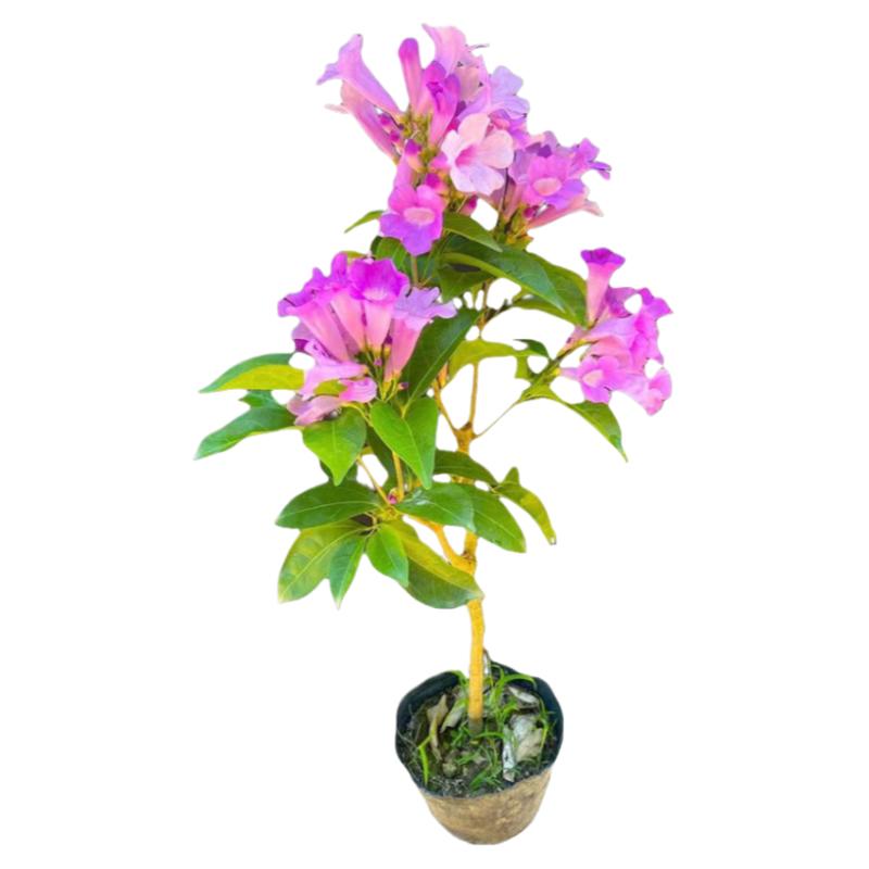 蒜香藤紫铃藤阳台庭院盆栽攀援蒜香藤花苗嘛当年开花耐热爬藤绿植