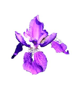 蓝花鸢尾花苗大花萱草金娃娃花