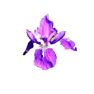 蓝花鸢尾花苗庭院多年生地被植物大花萱草金娃娃花黄菖蒲耐阴耐寒