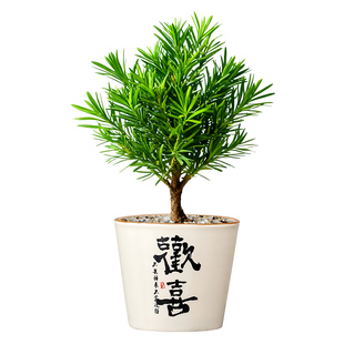 小型罗汉松绿植物盆景栽小树苗迎客放青松矮桩室内桌面四季好养活