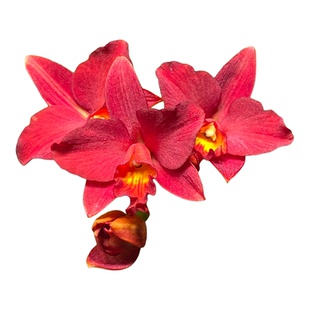 东南亚进口卡特兰 大花浓香 客厅阳台室内兰花盆栽好养绿植花卉