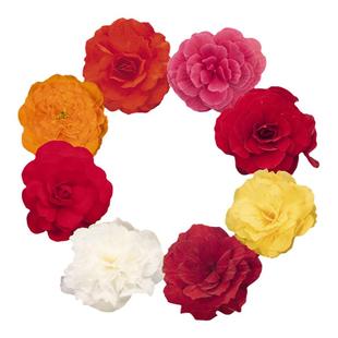 进口垂吊直立型夫妻海棠种球球根海棠花种子阳台多年生球根花卉