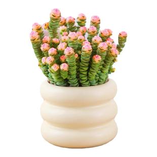 钱串子植物多肉小盆栽办公室桌面好养观叶花卉多头老桩四季好养活