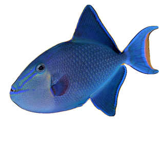 魔鬼炮弹 红牙鳞鲀海水鱼活体宠物蓝炮弹鱼小丑鱼养定开口发货