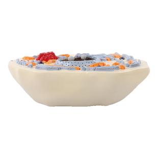 动物细胞模型显微结构解剖模型细胞膜细胞质细胞核线粒体染色体